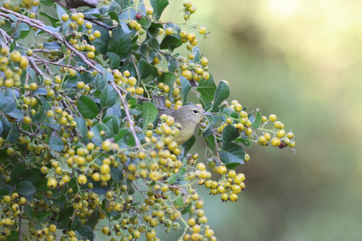 Orange-crowned Warbler - ML646632595