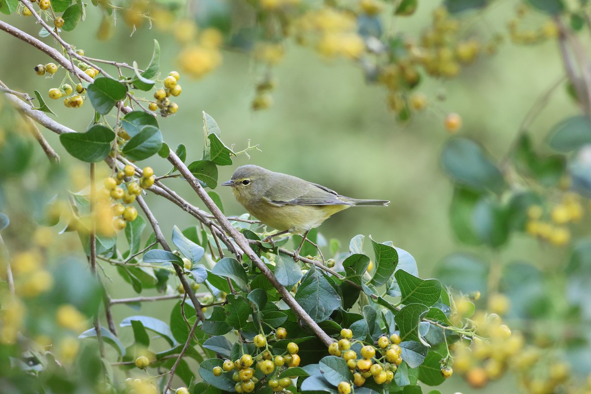 Orange-crowned Warbler - ML646632596