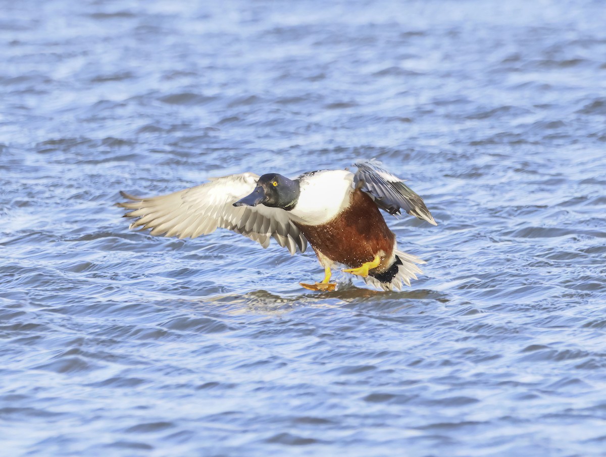 Халбага нугас - ML646632598