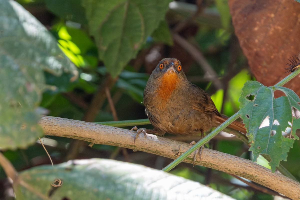 Красноглазый эспинеро - ML646632599