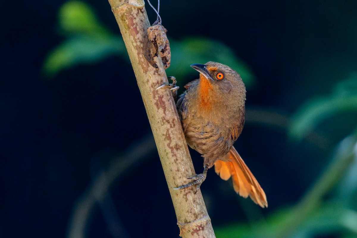 Красноглазый эспинеро - ML646632600