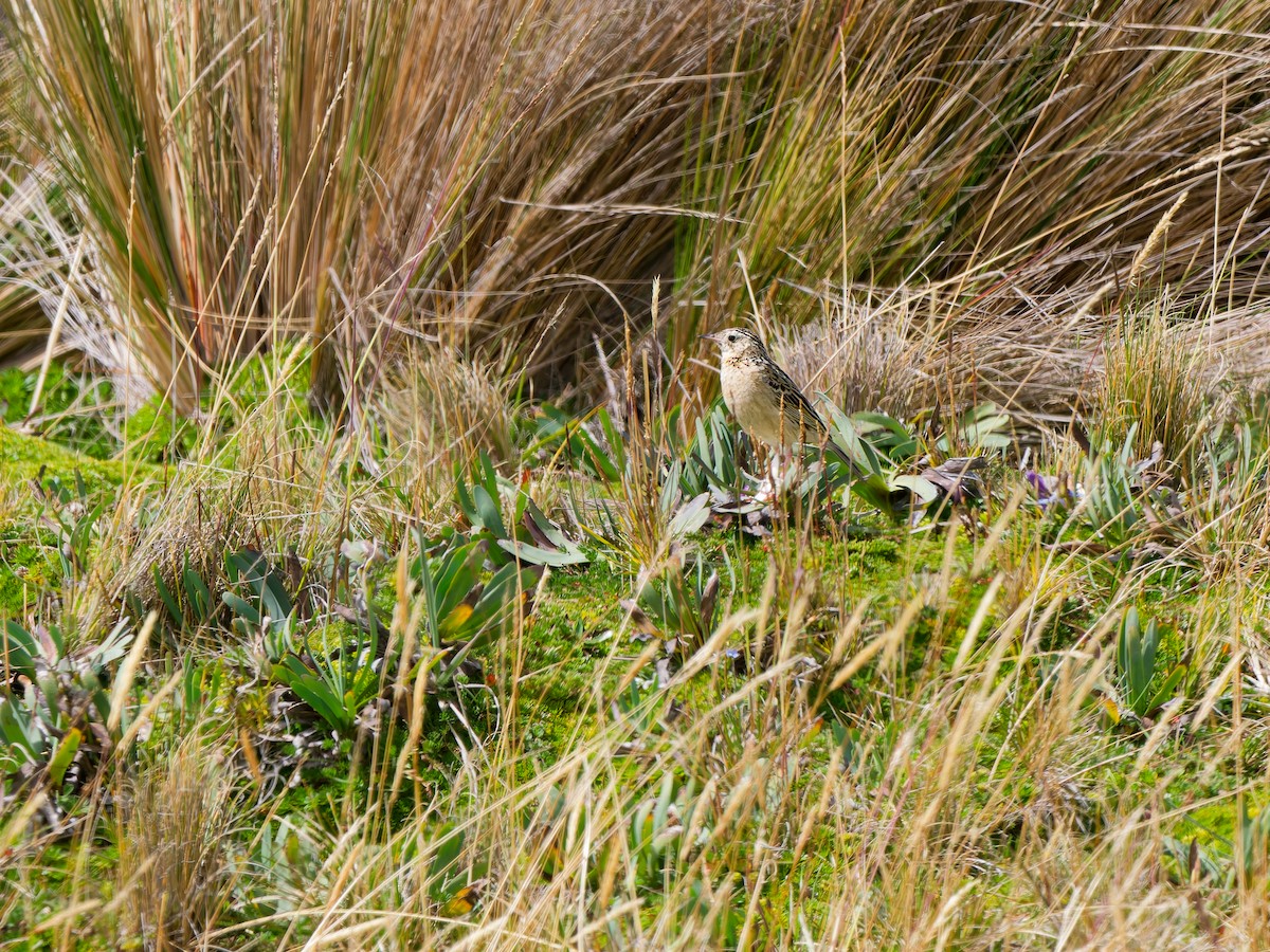 Paramo Pipit - ML646632609