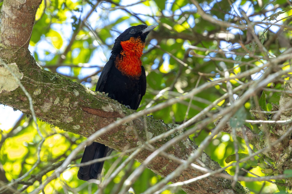 Красногрудый плодоед - ML646632611