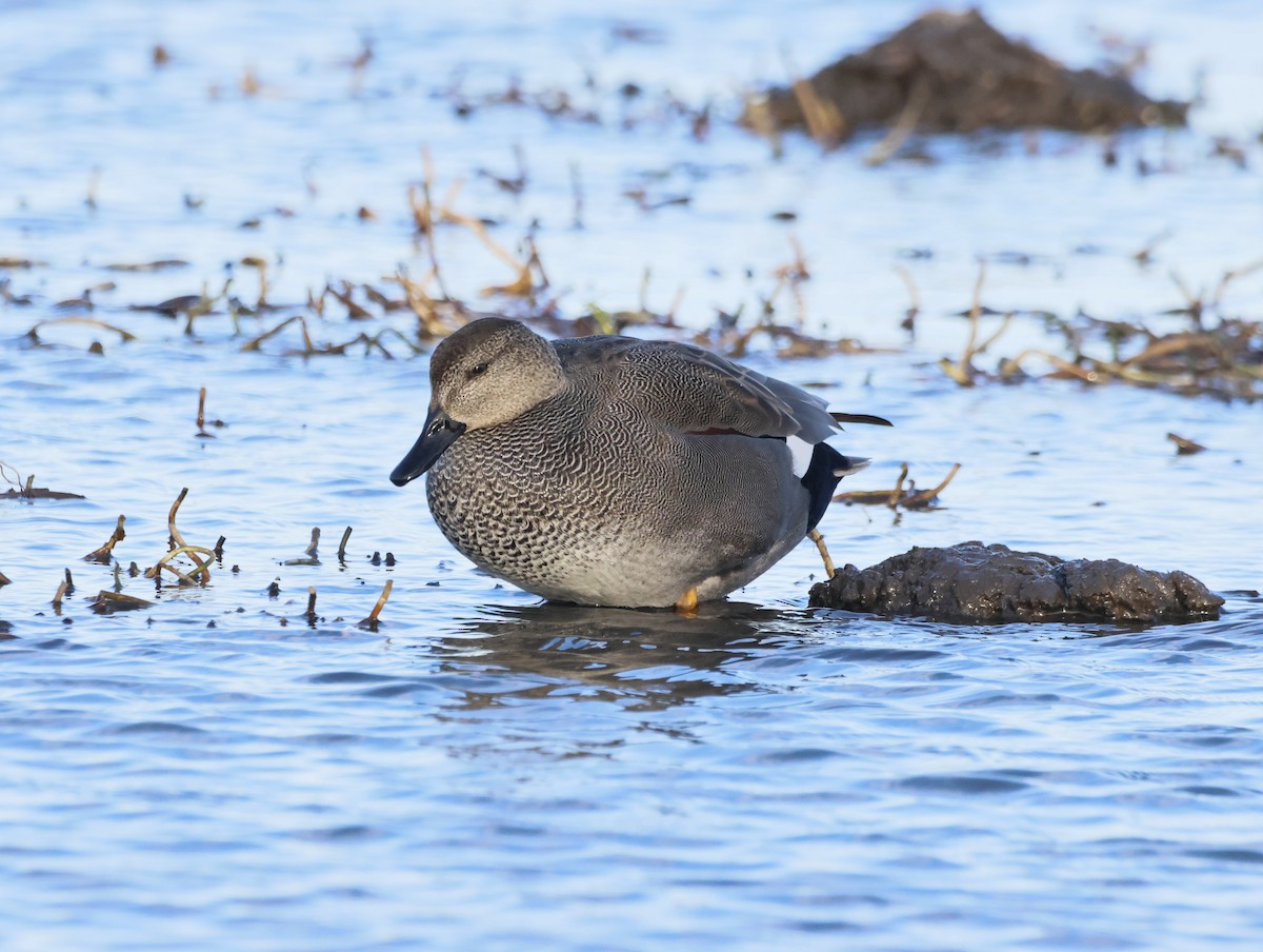 Бор нугас - ML646632613