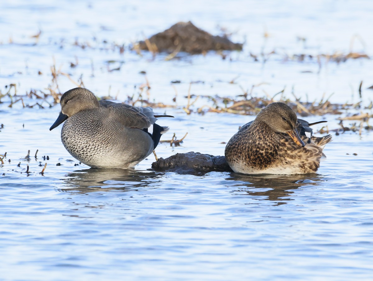 Бор нугас - ML646632614