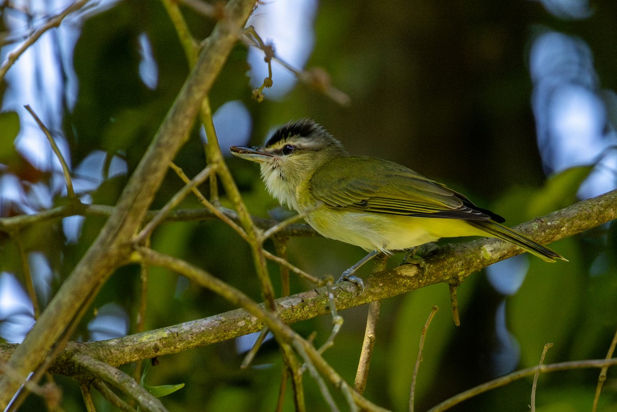 Виреон чиви - ML646632618