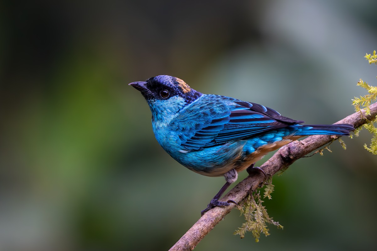 Golden-naped Tanager - ML646632620