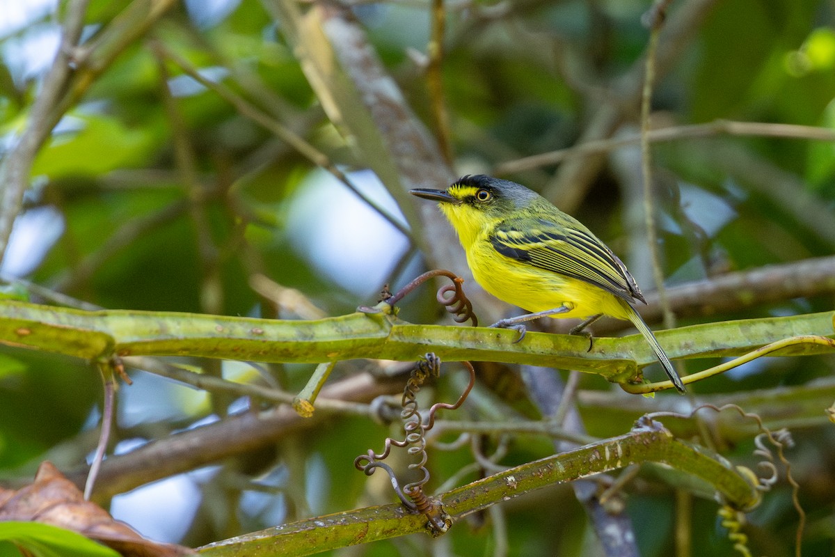Gray-headed Tody-Flycatcher - ML646632624