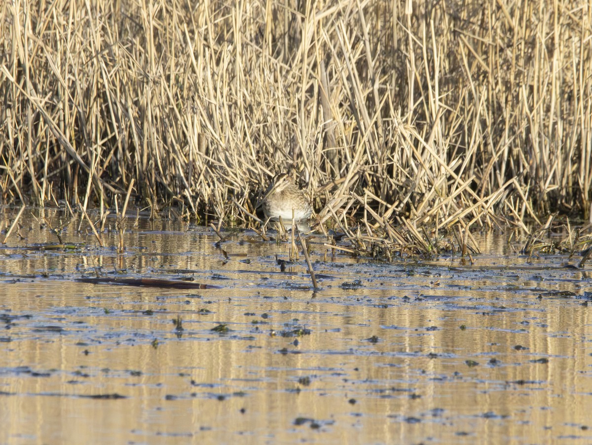 Шөвгөн хараалж - ML646632625