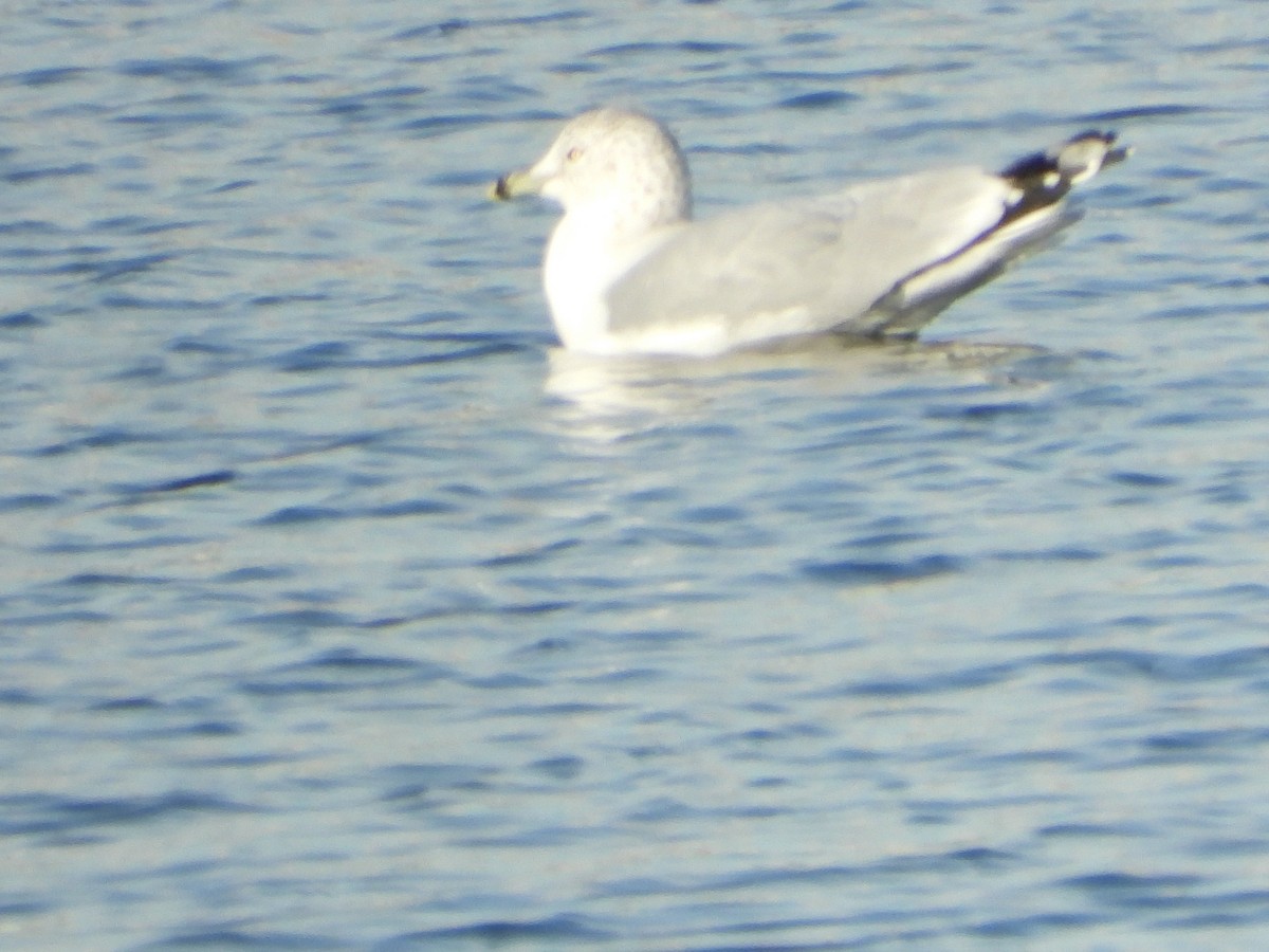 Delawareko kaioa - ML646632626