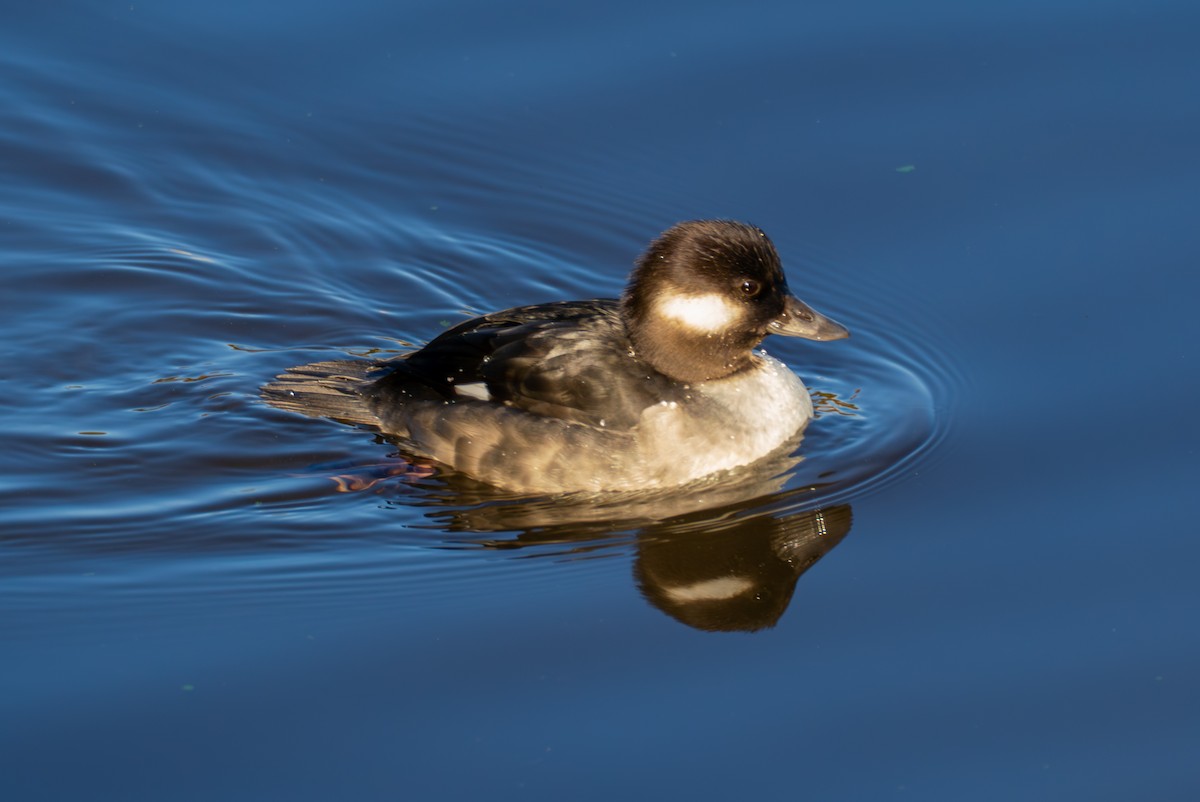 Bufflehead - ML646632627