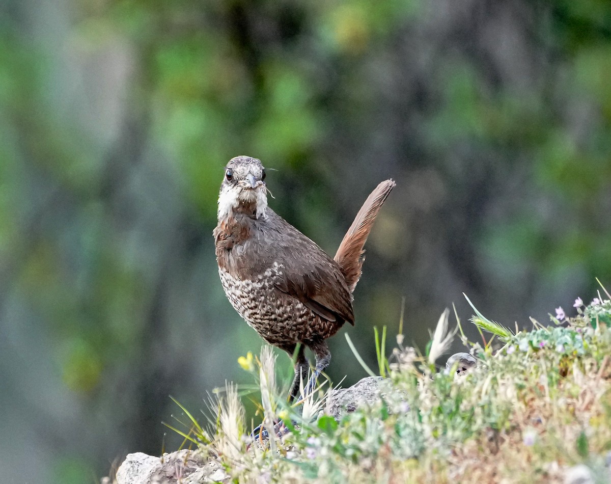 Moustached Turca - ML646632628