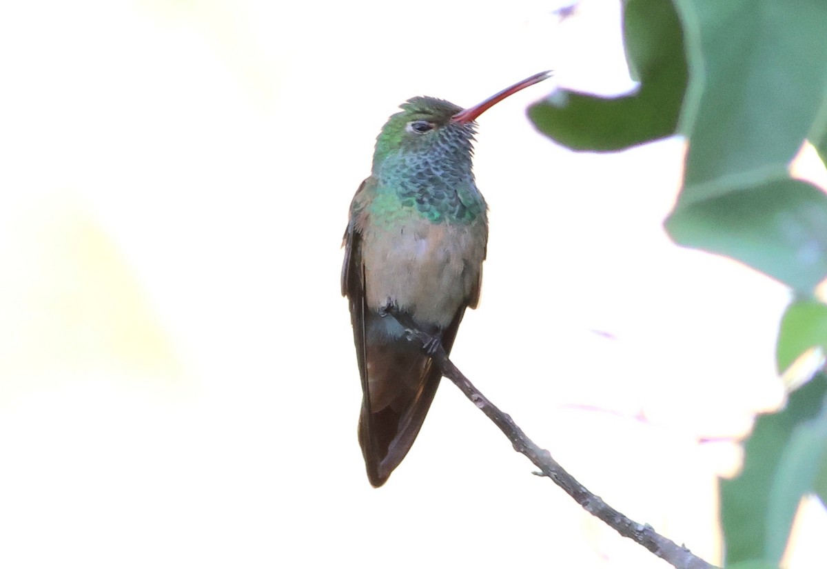 Buff-bellied Hummingbird - ML646632629