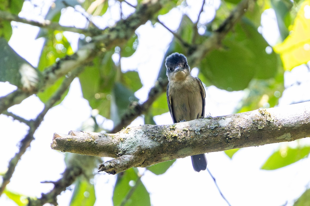 Crested Becard - ML646632630