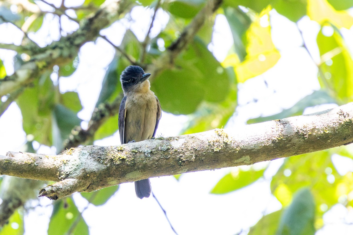 Хохлатый бекард - ML646632631