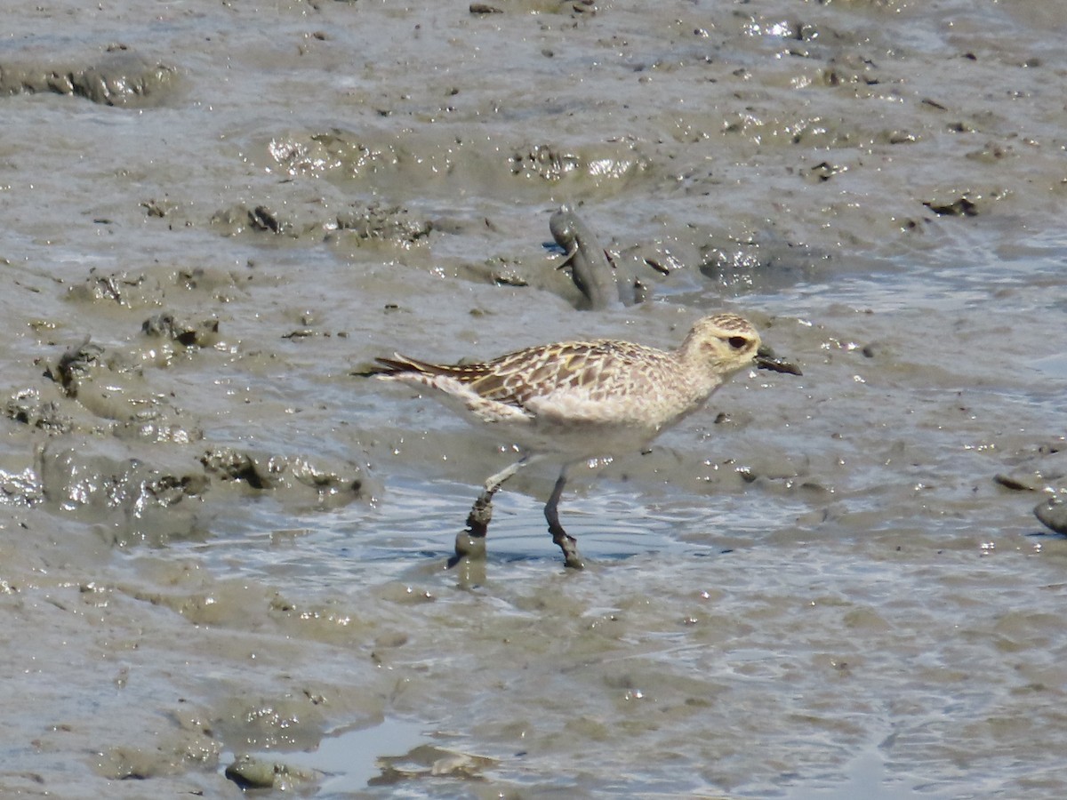 kulík pacifický - ML646632634