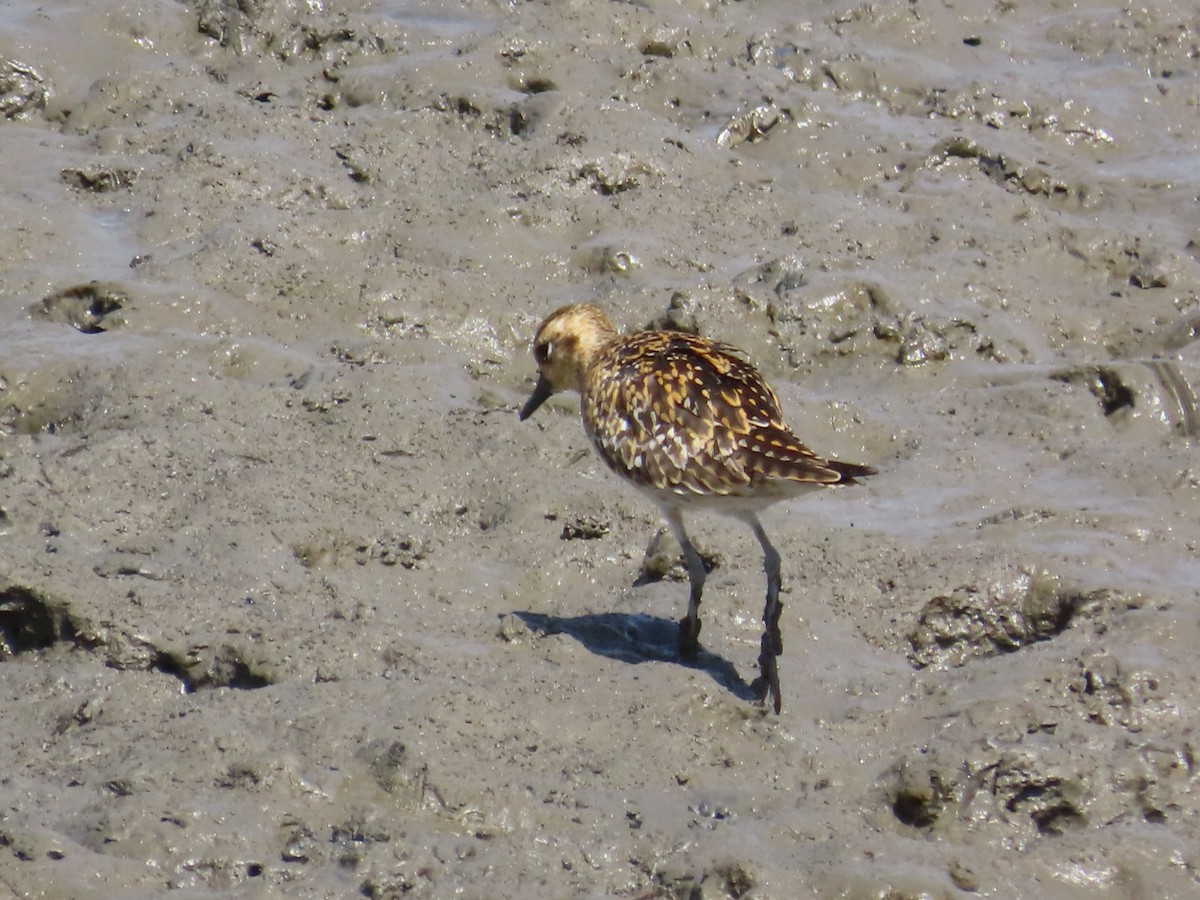 kulík pacifický - ML646632635