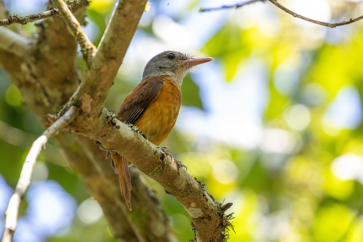 Gray-hooded Attila - ML646632636