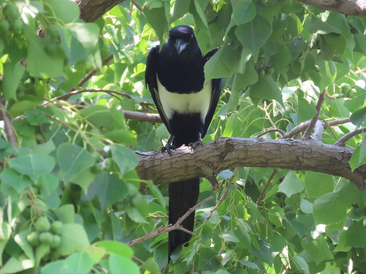 Orientelster - ML646632637