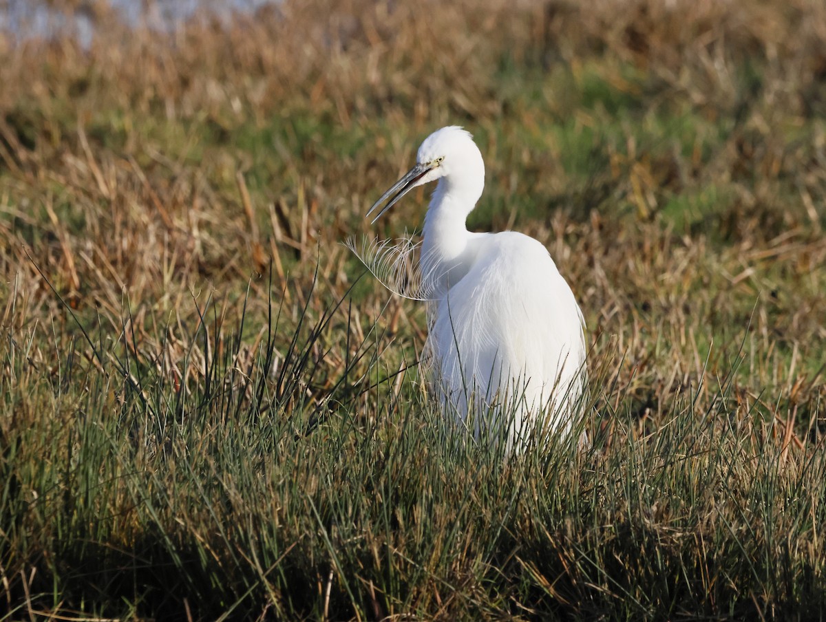 Хурган дэглий - ML646632638