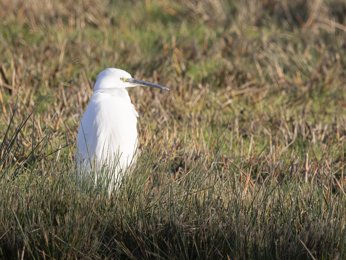 Хурган дэглий - ML646632639