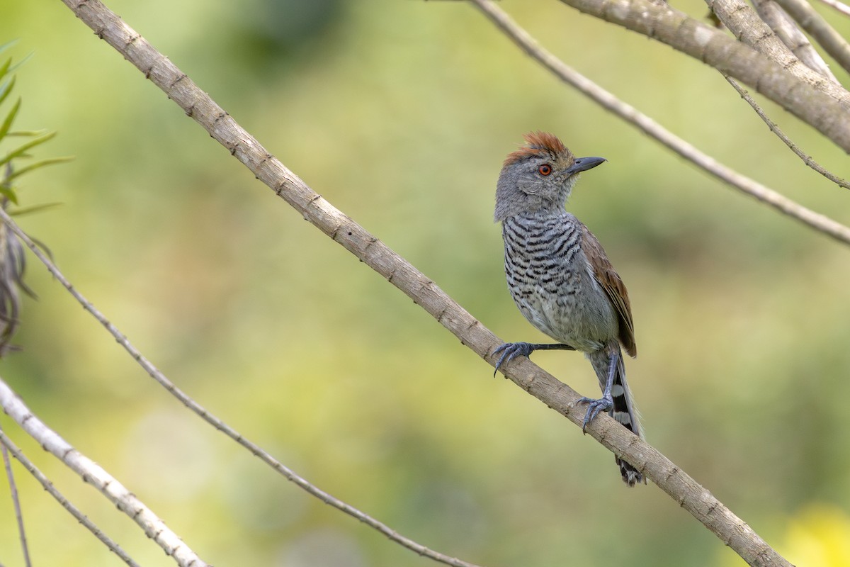 Rufous-capped Antshrike - ML646632641