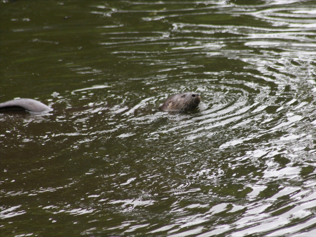Loutre à longue queue - ML646632642
