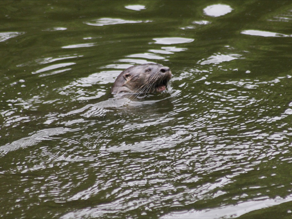 Loutre à longue queue - ML646632643