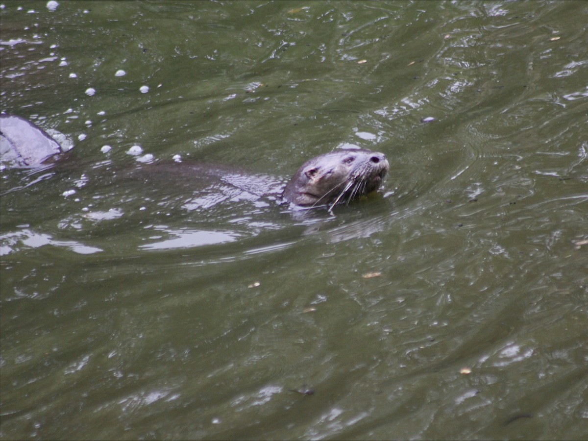 Loutre à longue queue - ML646632644