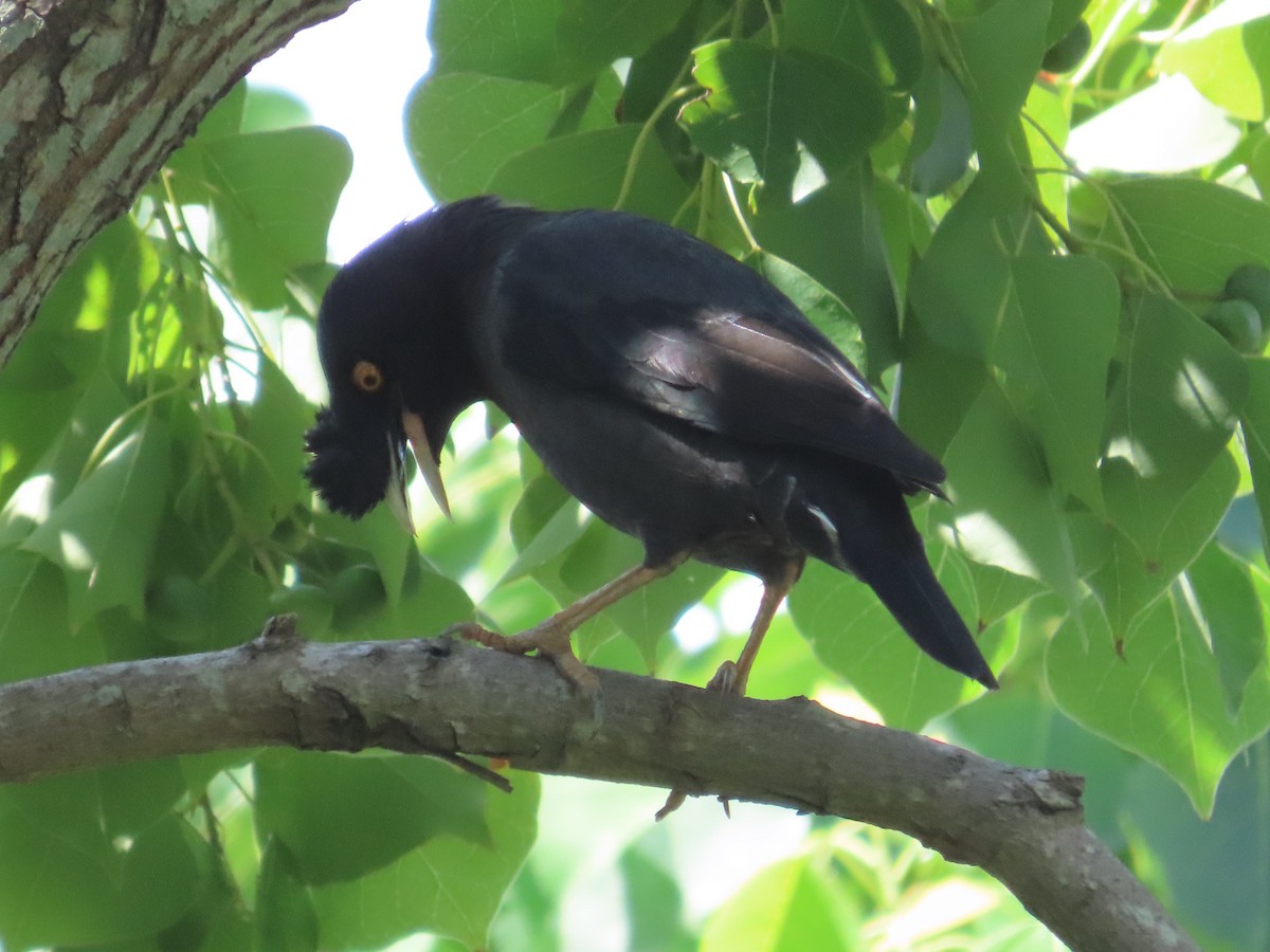 majna chocholatá - ML646632645