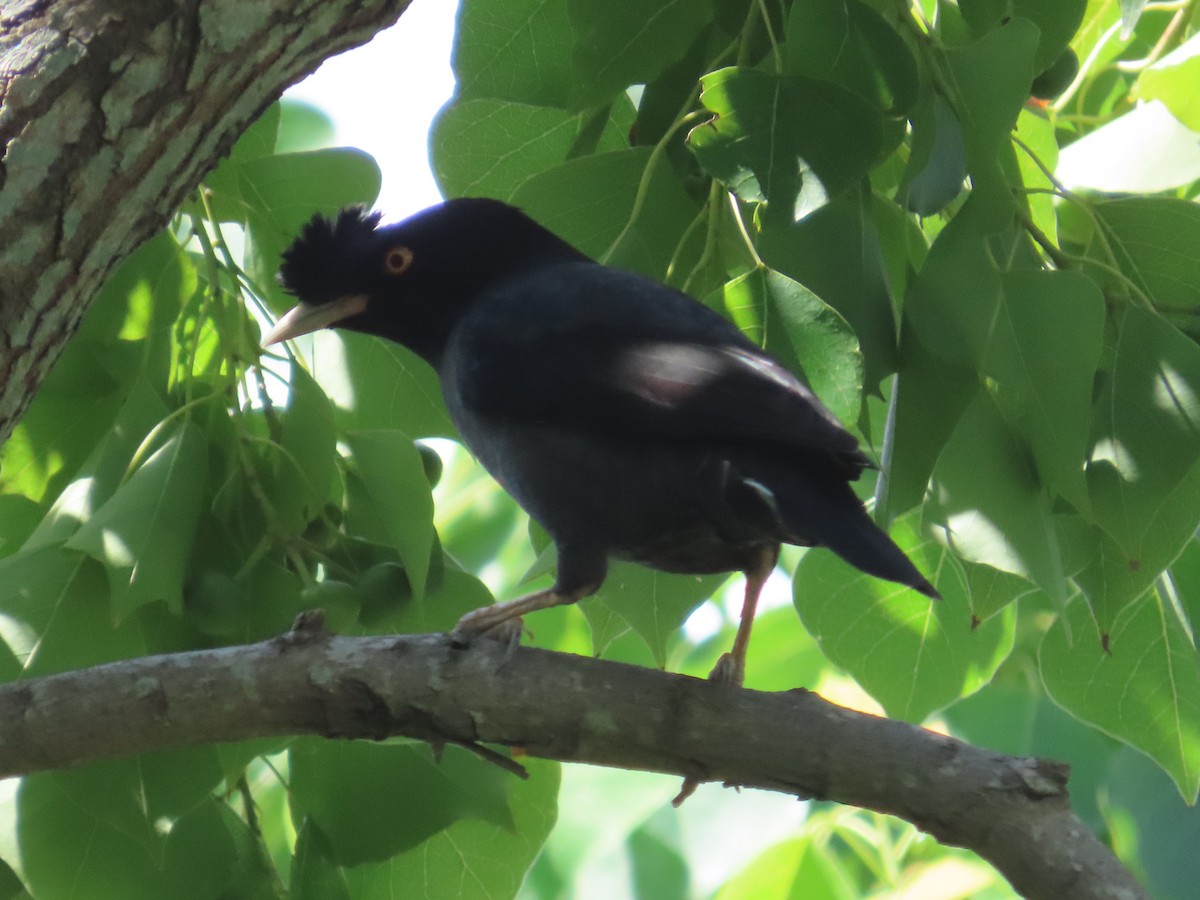 majna chocholatá - ML646632646