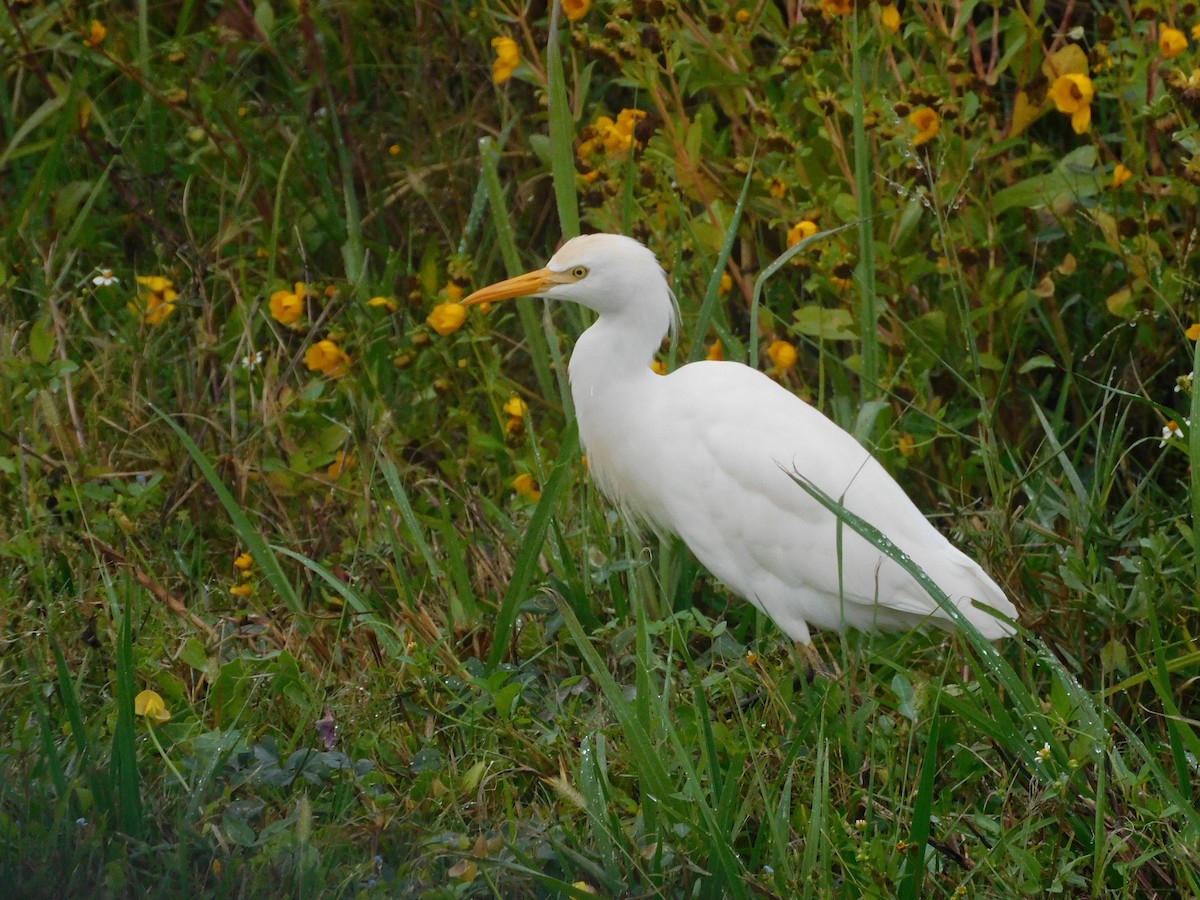 volavka rusohlavá - ML646632647