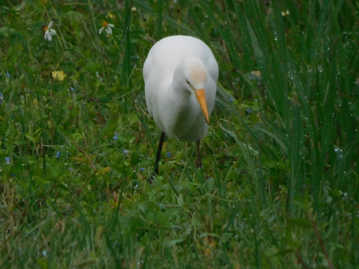 volavka rusohlavá - ML646632648