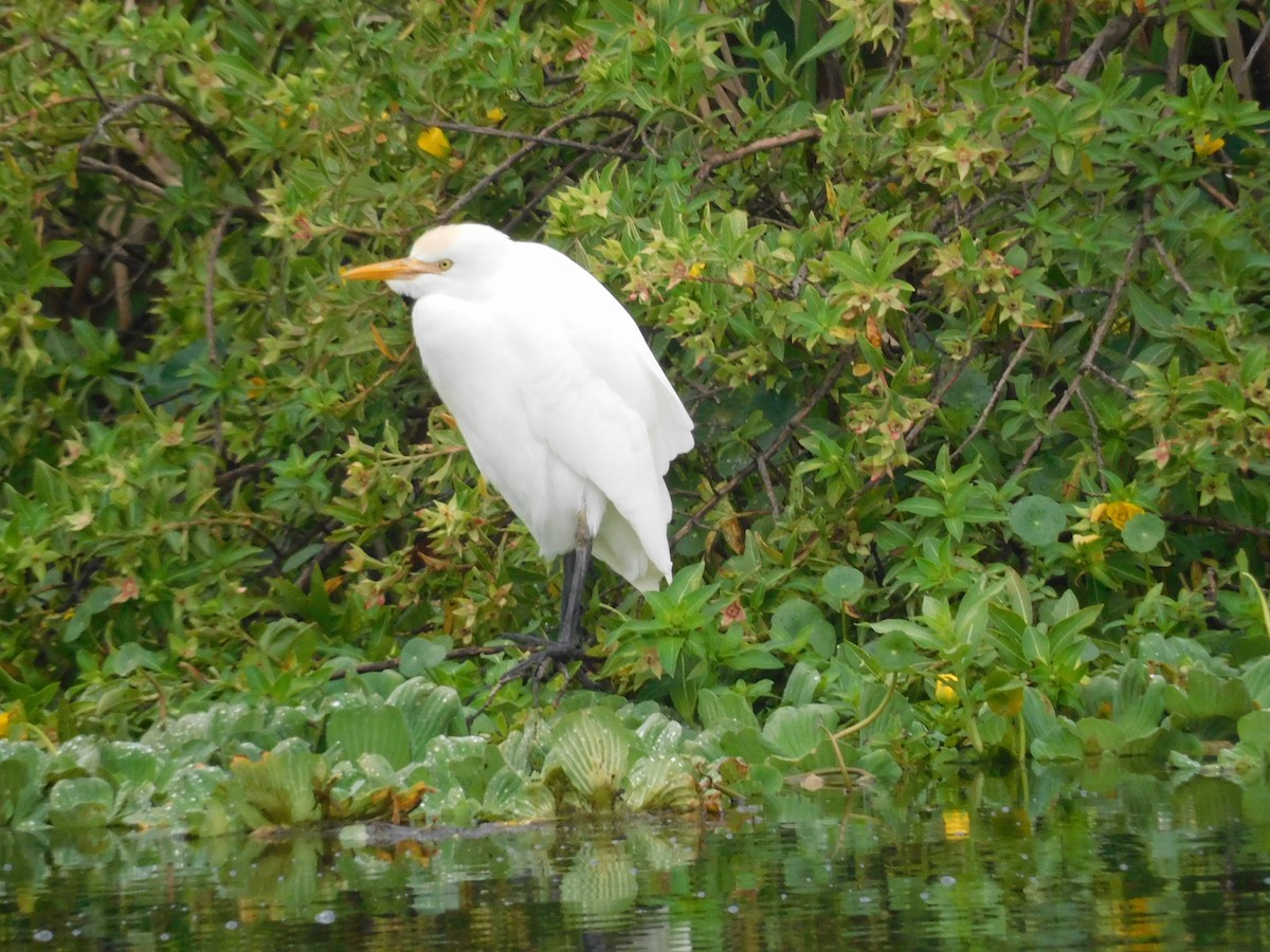 volavka rusohlavá - ML646632649