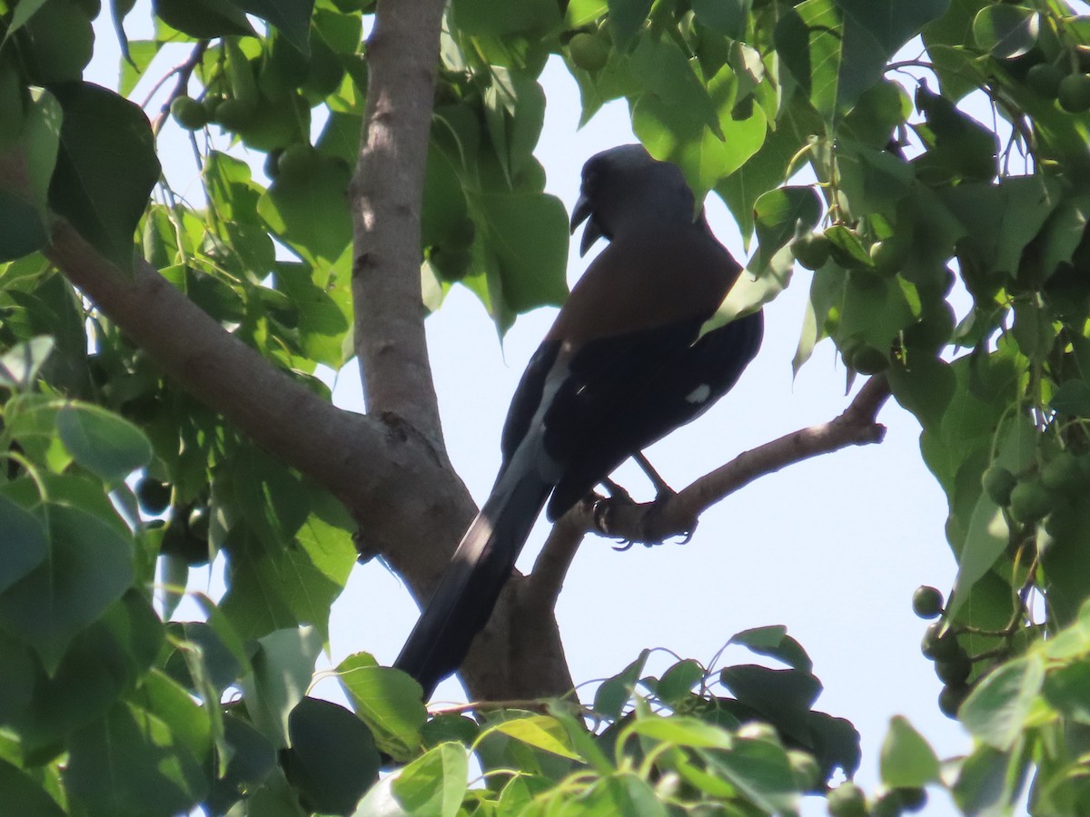 straka himálajská - ML646632652