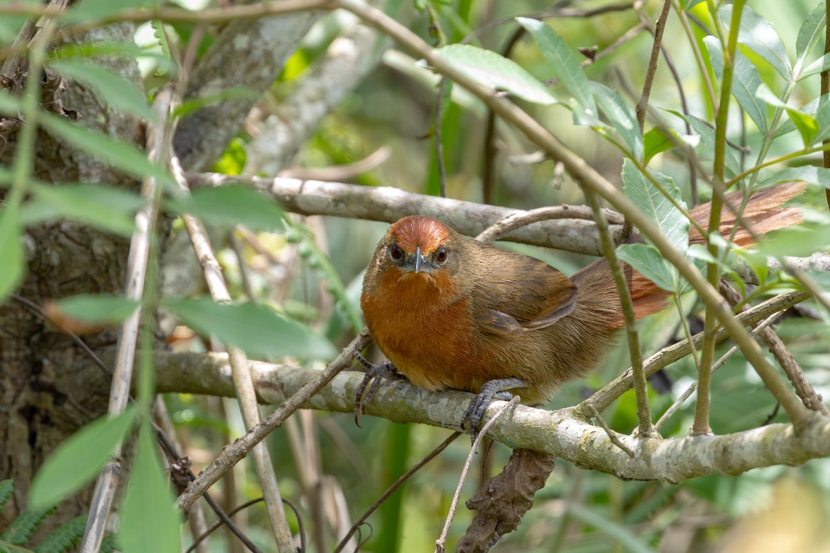 Orange-breasted Thornbird - ML646632653