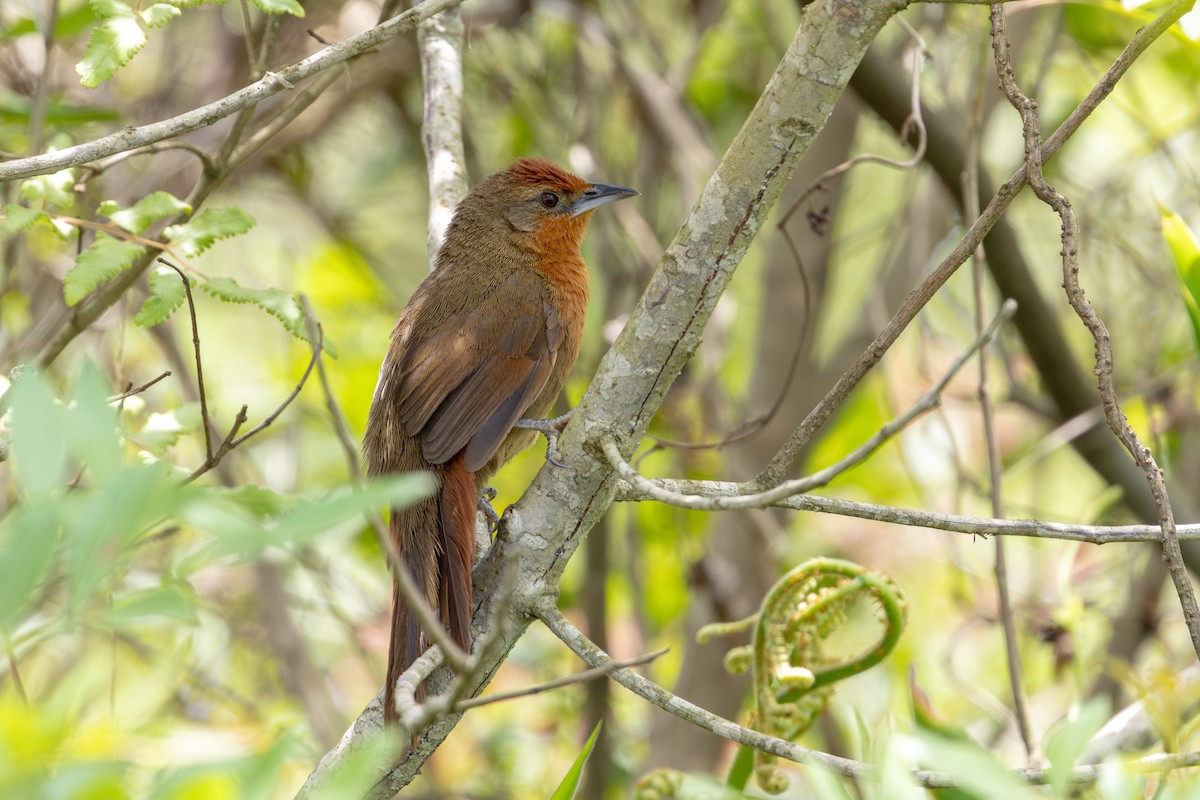 Orange-breasted Thornbird - ML646632654