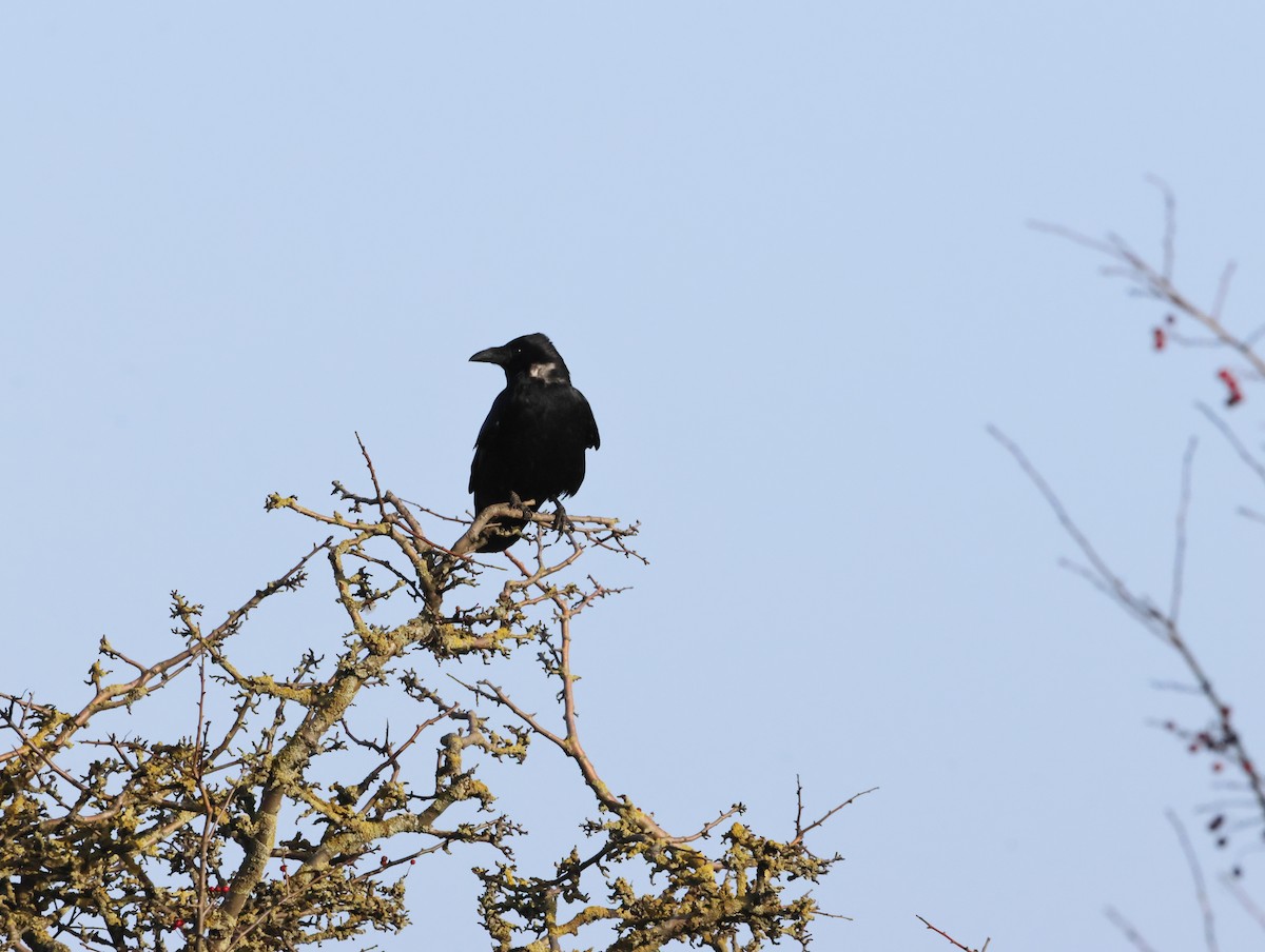 Хар хэрээ - ML646632655