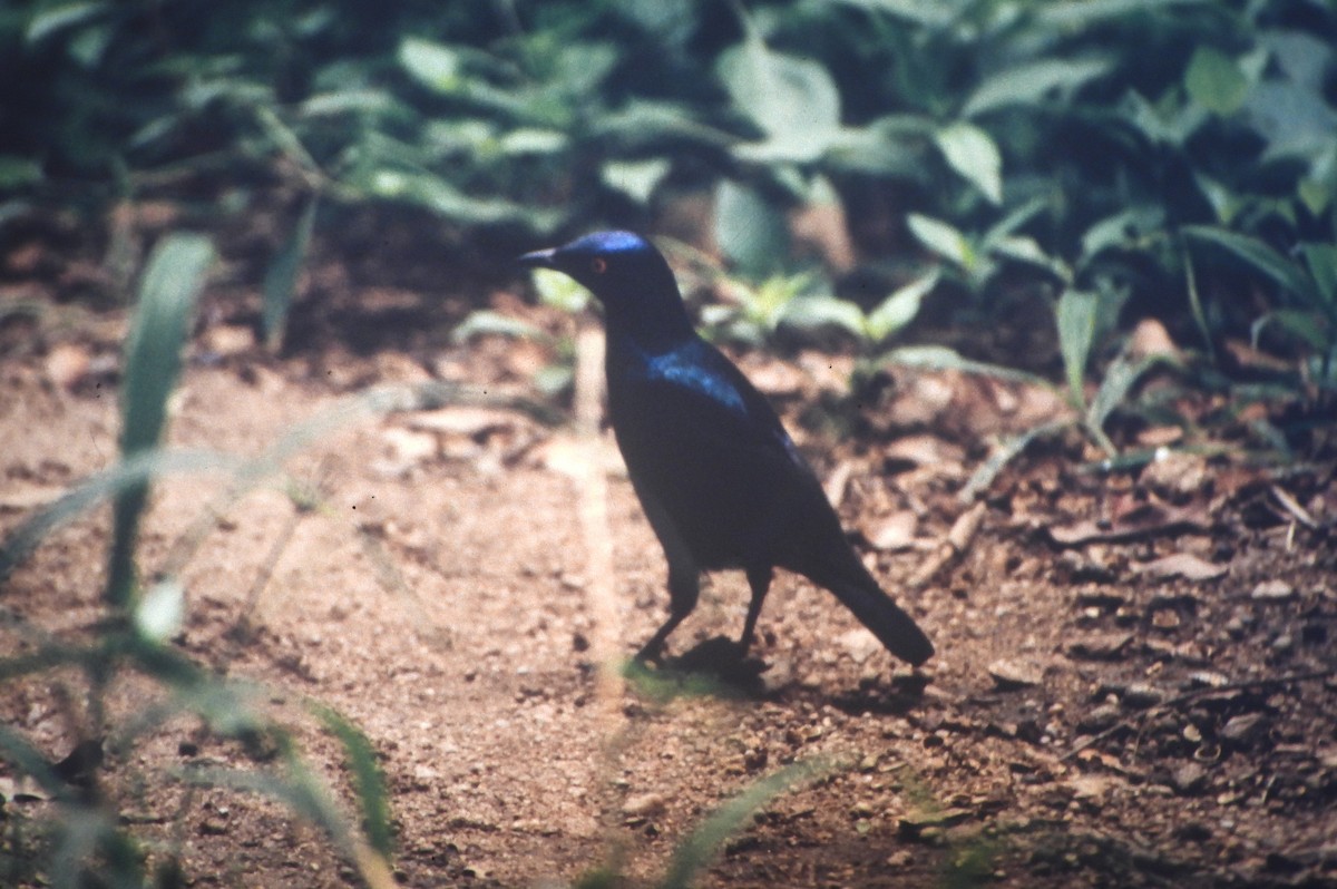 leskoptev savanová - ML646632656