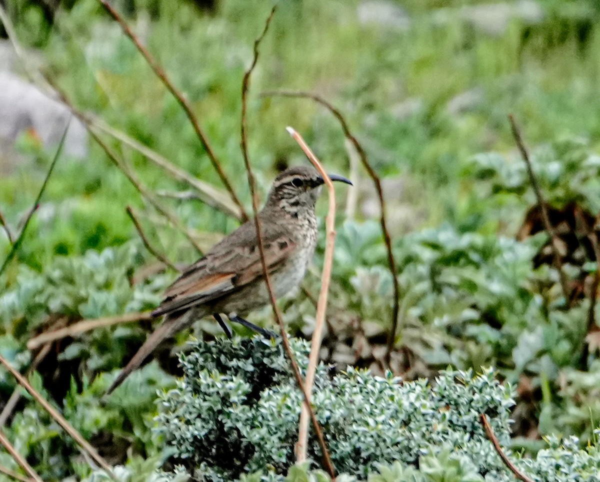 Scale-throated Earthcreeper - ML646632657