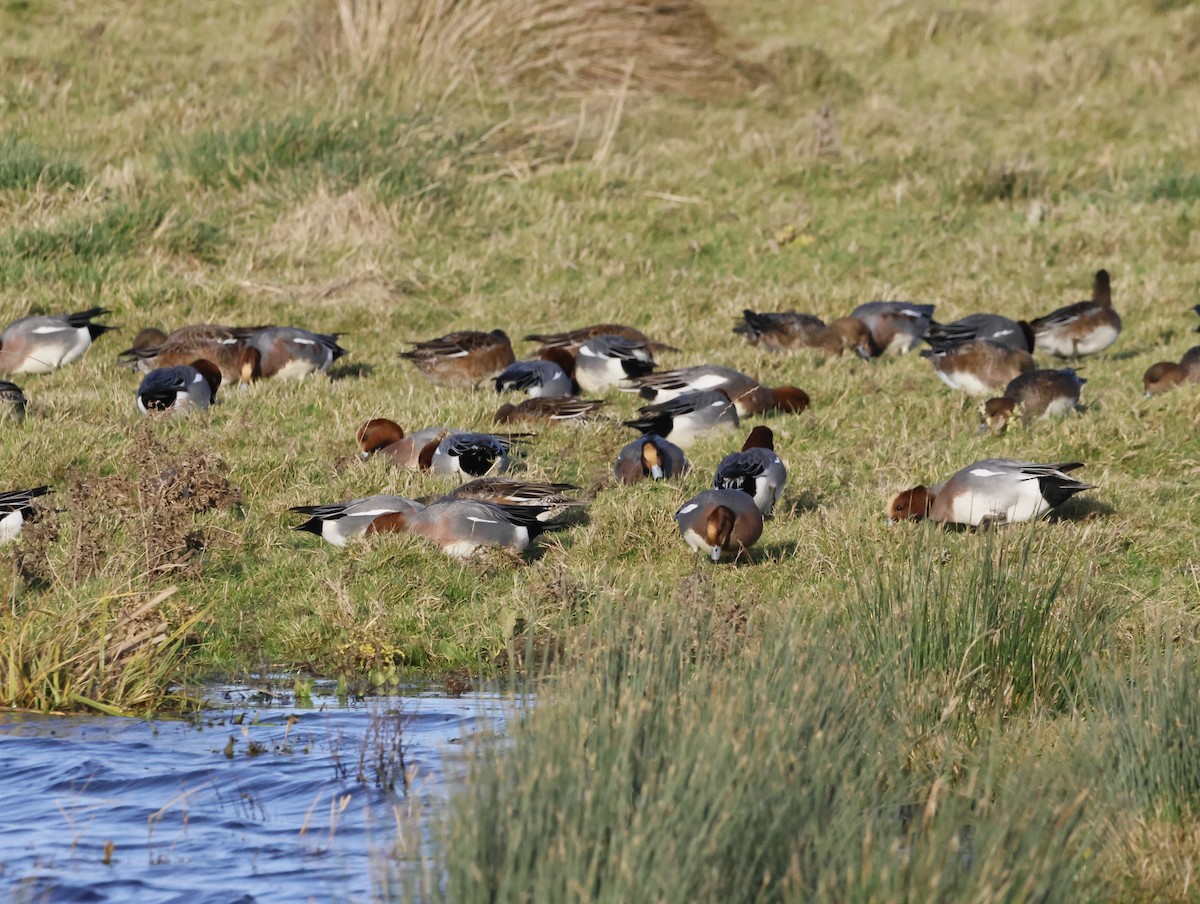 Зээрд нугас - ML646632658