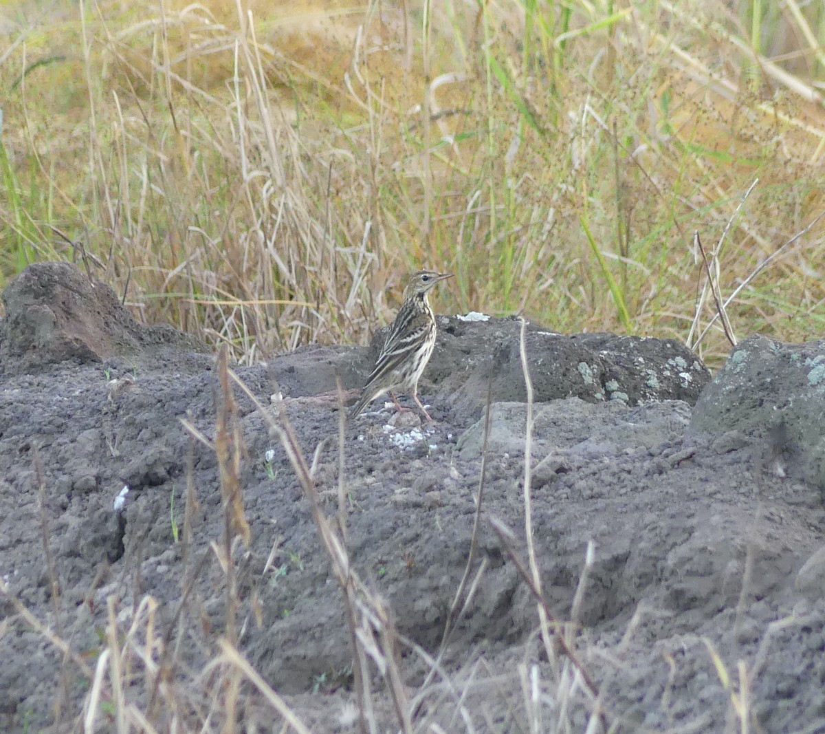 linduška rudokrká - ML646632662