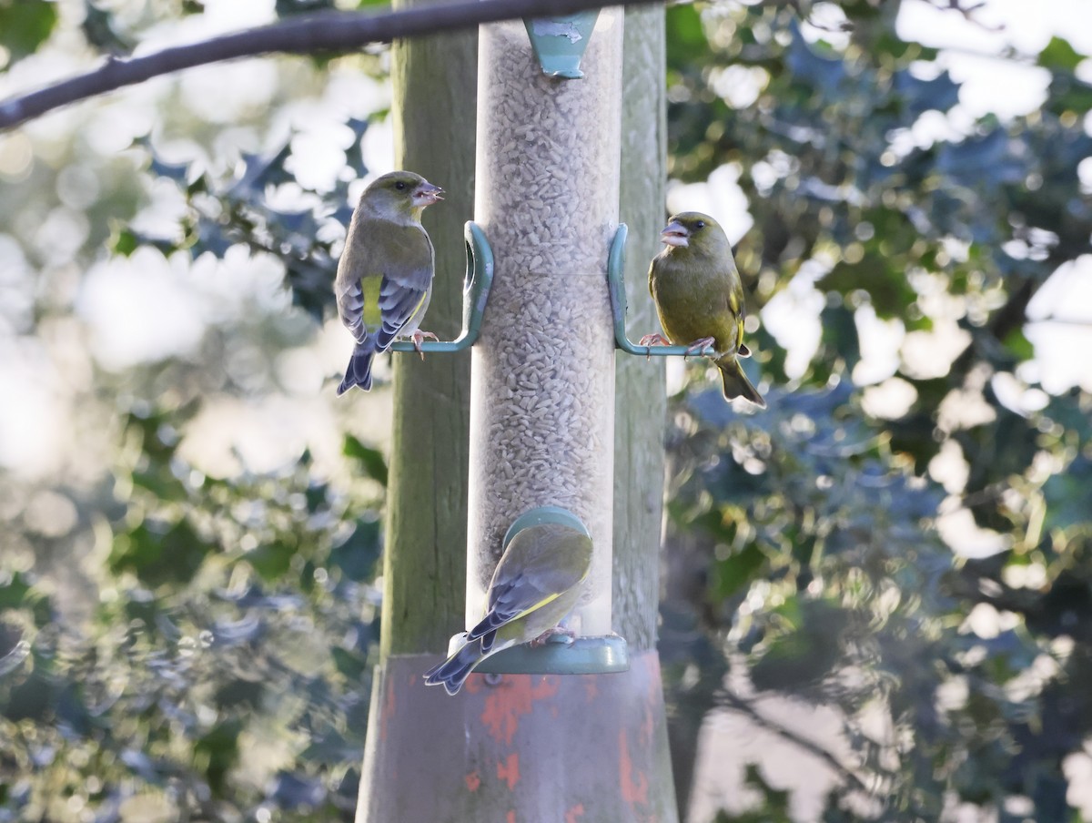 Эгэл ногоолдой - ML646632663