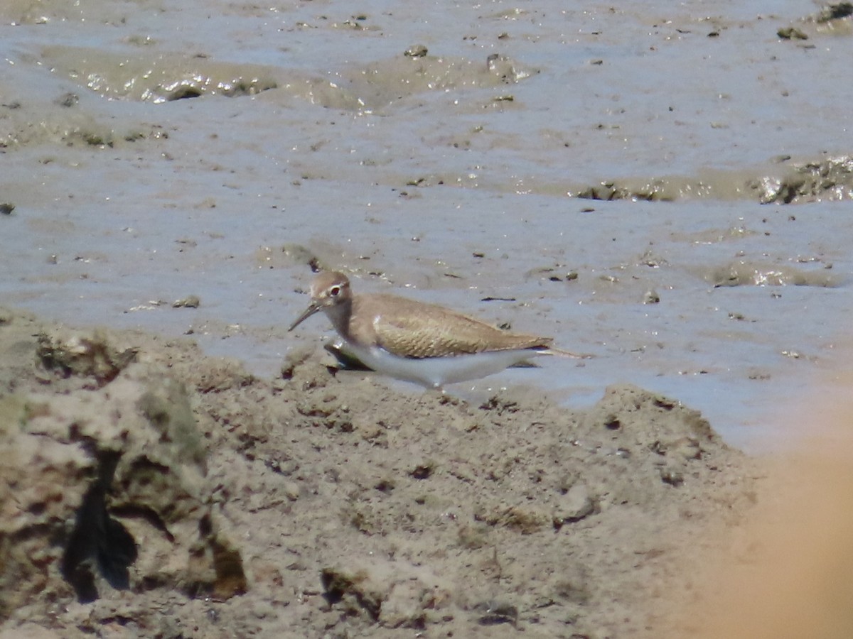 pisík obecný - ML646632664