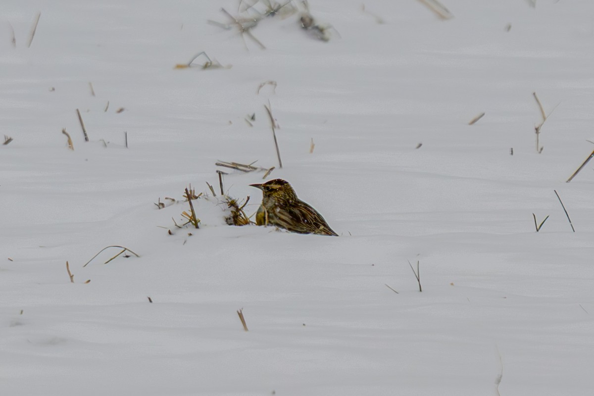 Western Meadowlark - ML646632665