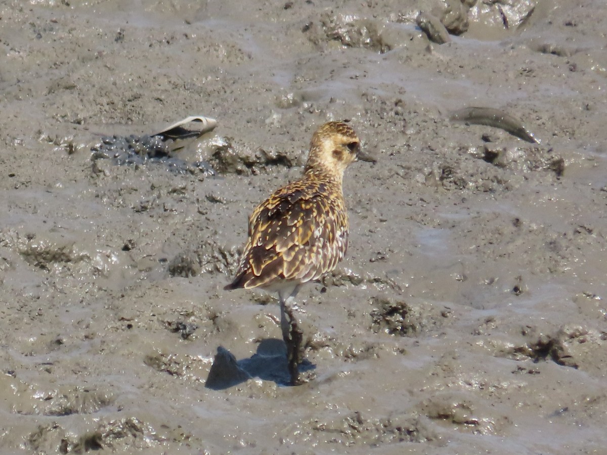 kulík pacifický - ML646632666