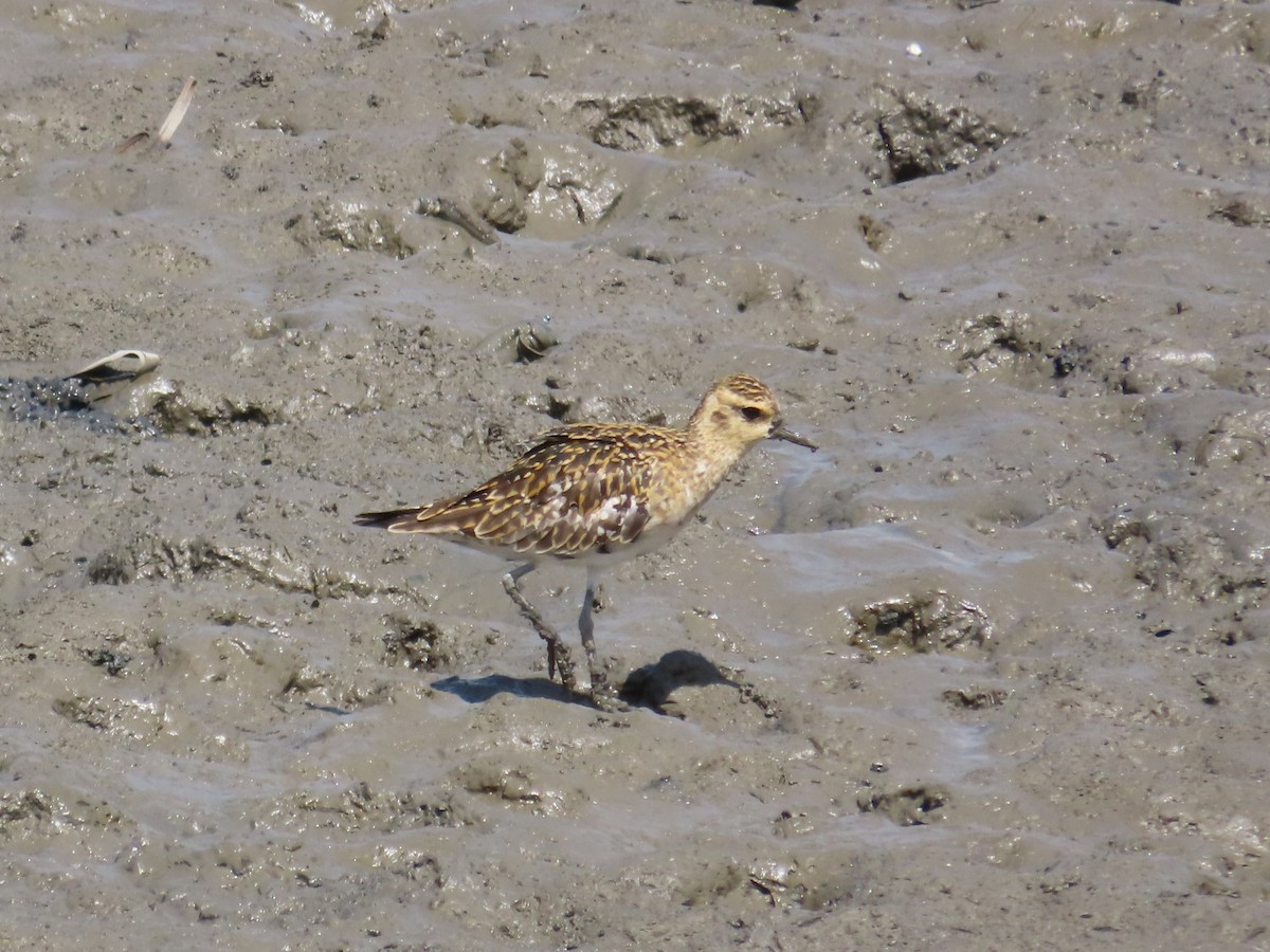 kulík pacifický - ML646632667