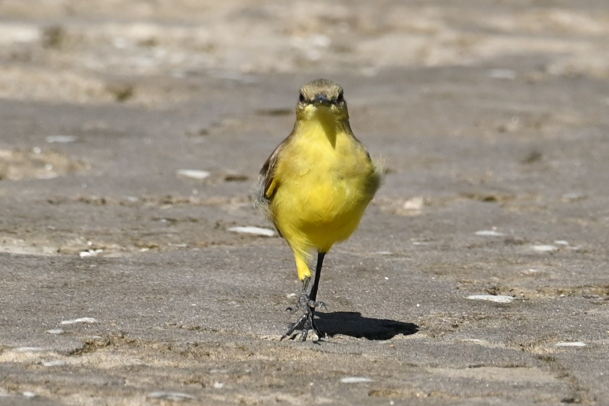 Cattle Tyrant - ML646632670