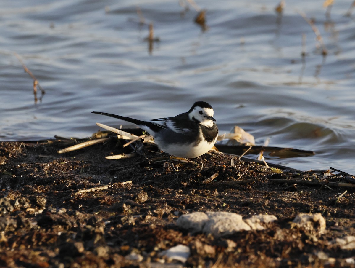 White Wagtail (British) - ML646632672