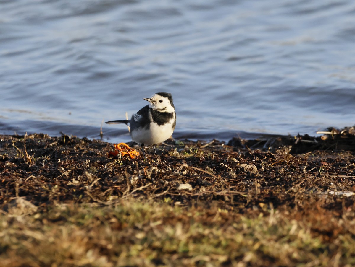 White Wagtail (British) - ML646632673